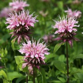 Monarda 'Beauty of Cobham' - Bergamote à fleur rose