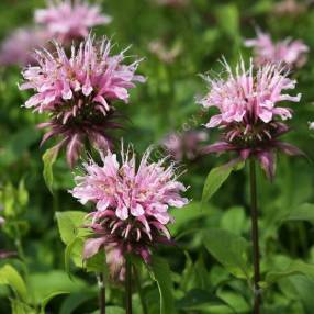 Monarda fistulosa 'Beauty of Cobham' - Bergamote fistuleuse rose