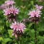 Monarda 'Beauty of Cobham' - Bergamote à fleur rose