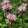 Monarda fistulosa 'Beauty of Cobham' - Bergamote fistuleuse rose