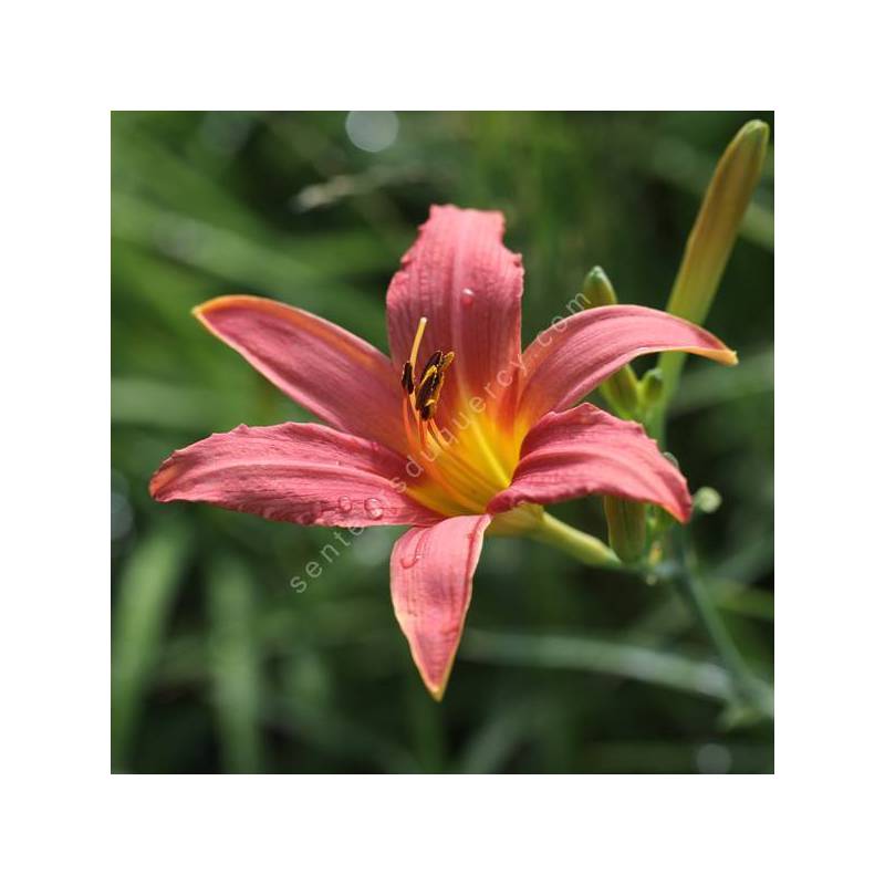 Hemerocallis 'Pink Damask'