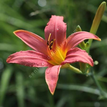 Hemerocallis 'Pink Damask'