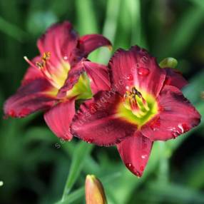 Hemerocallis 'Regency Dandy'