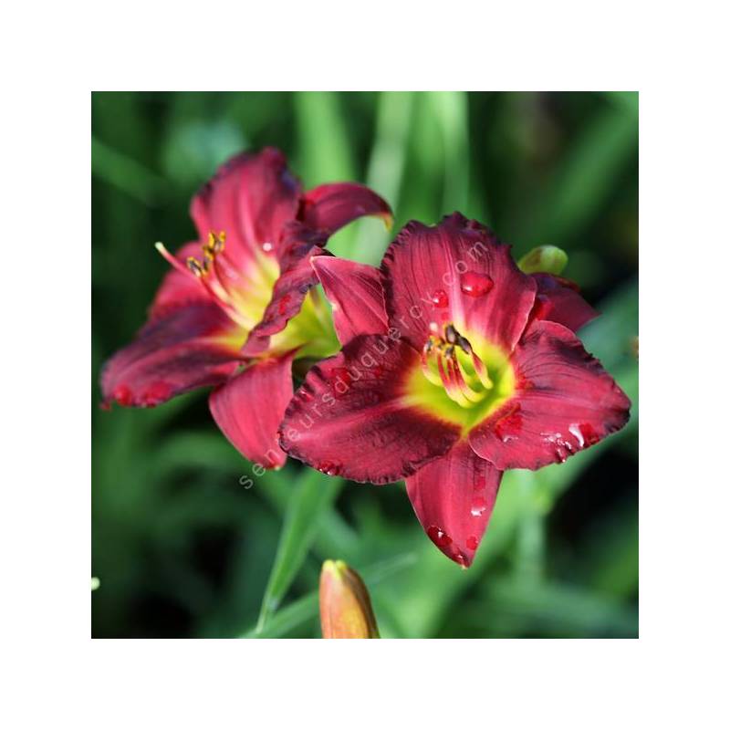 Hemerocallis 'Regency Dandy'