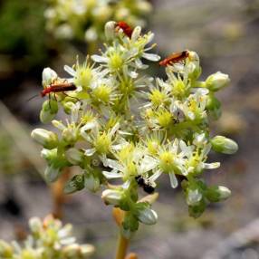 Sedum sediforme - Orpin de Nice