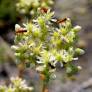 Sedum sediforme - Orpin de Nice