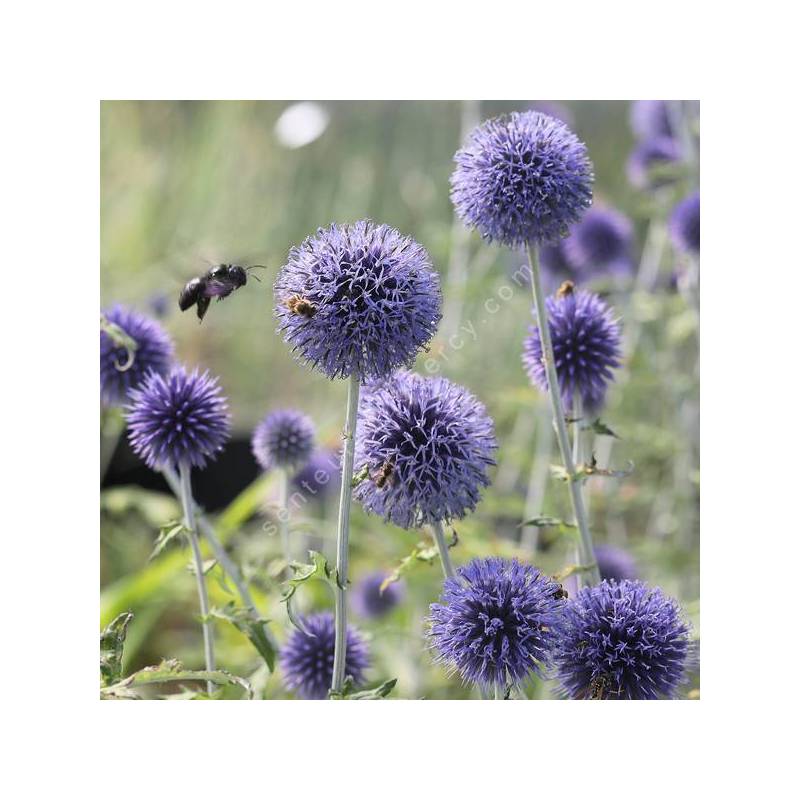 Echinops ritro - Chardon boule