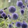 Echinops ritro - Chardon boule