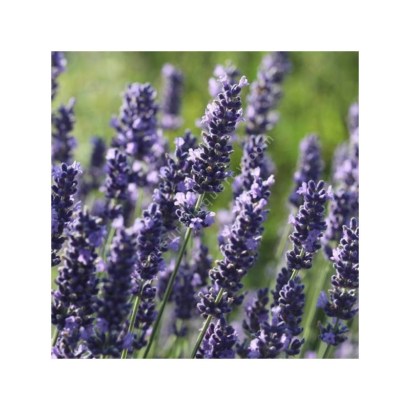 Lavandula angustifolia 'Olympe' - Lavande violet compact