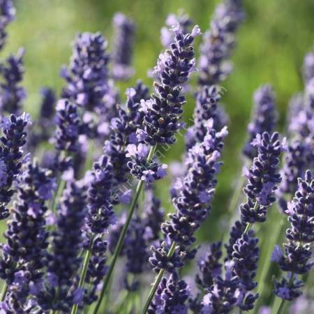 Lavandula angustifolia 'Olympe' - Lavande violet compact