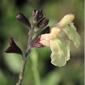 Salvia 'Irène' - Sauge arbustive jaune