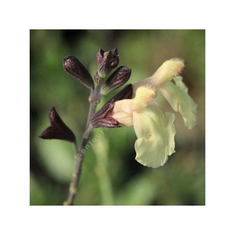 Salvia 'Irène' - Sauge arbustive jaune