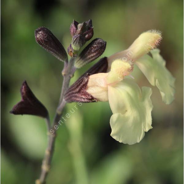 Salvia 'Irène' - Sauge arbustive jaune