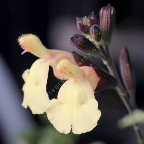 Salvia 'Irène' - Sauge arbustive jaune