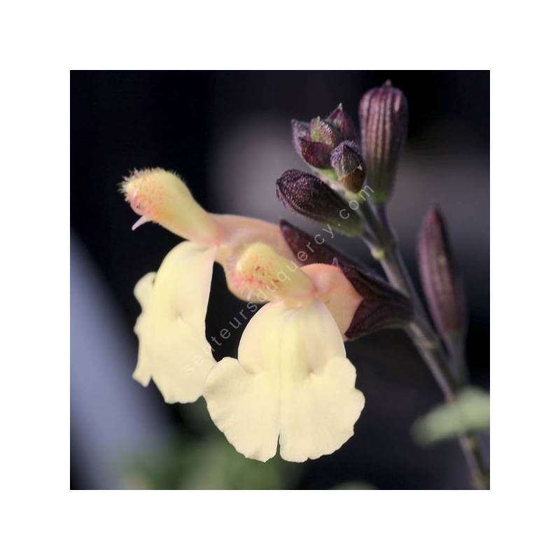 Sauge arbustive vivace jaune tendre Salvia x jamensis 'Irène' — free download