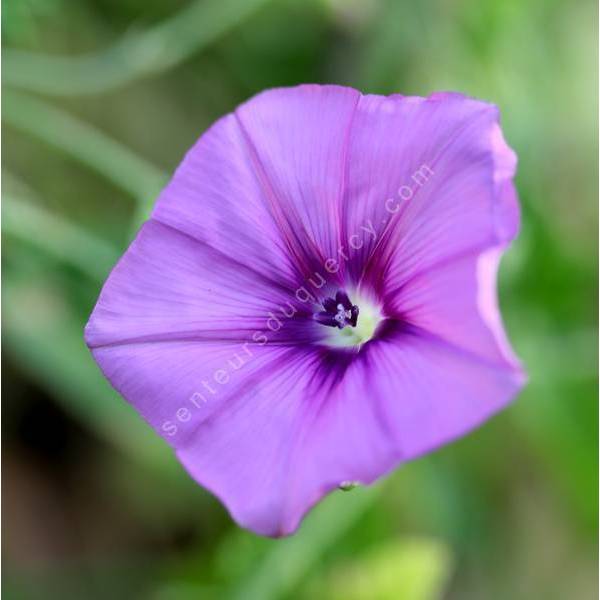 Convolvulus stachydifolius - Liseron à feuilles d'épiaire Convolvulus stachydifolius - Liseron à feuilles d'épiaire
