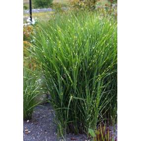 Miscanthus sinensis 'Zebrinus'