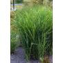 Miscanthus sinensis 'Zebrinus'