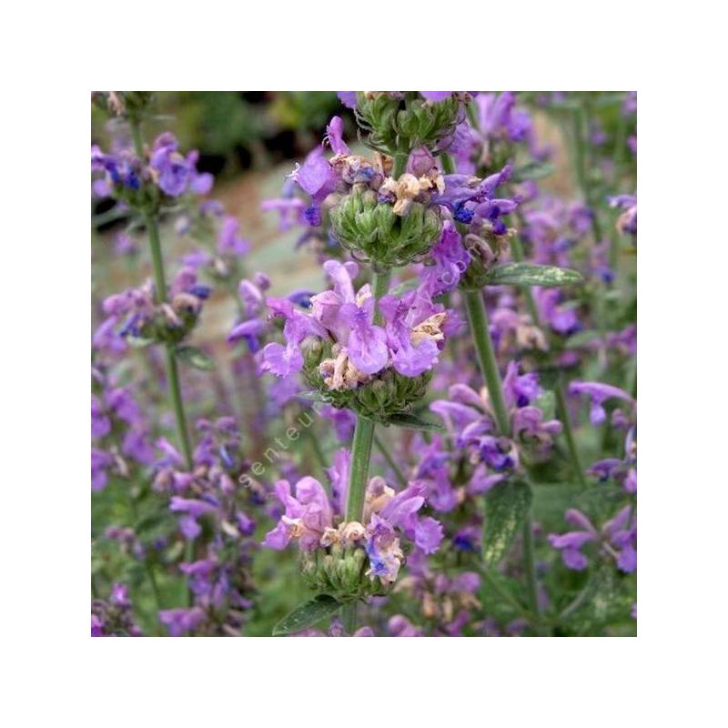 Nepeta curviflora - Herbe à chat syrienne