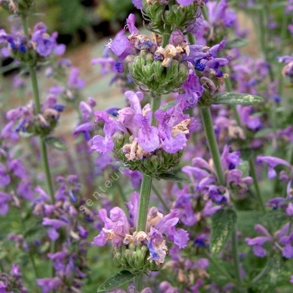 Nepeta curviflora - Herbe à chat à fleur courbe pour jardin sec