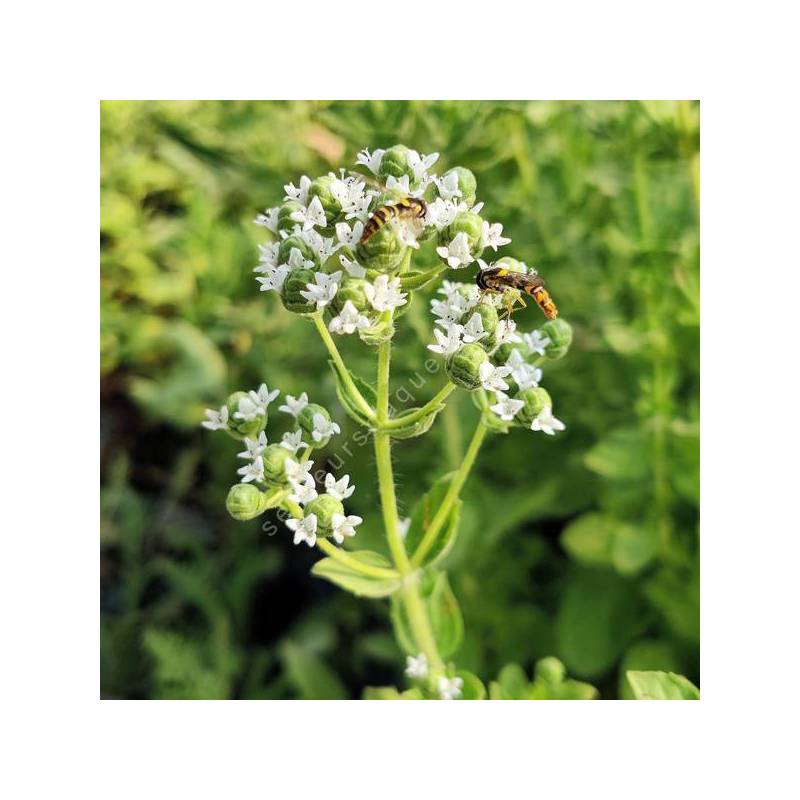 Origanum minutiflorum - Origan du Taurus