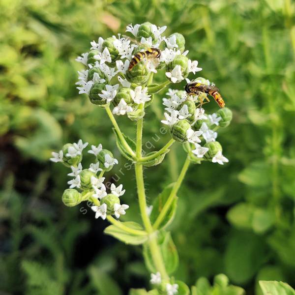 Origanum minutiflorum - Origan du Taurus