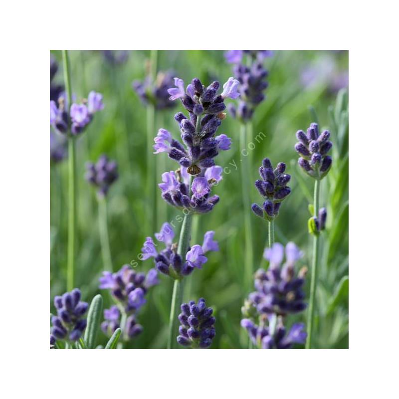 Lavandula angustifolia 'Belle Bleu' - Vraie Lavande