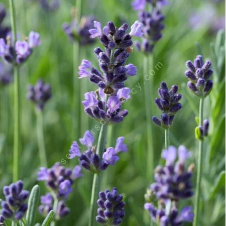 Lavandula angustifolia 'Belle Bleu' - Vraie Lavande