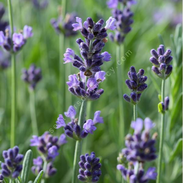 Lavandula angustifolia 'Belle Bleu' - Vraie Lavande