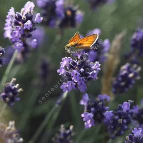 Lavandula angustifolia 'Lavici Blue' - Vraie Lavande