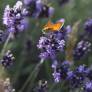 Lavandula angustifolia 'Lavici Blue' - Vraie Lavande