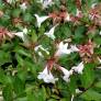 Abelia x grandiflora 'Sherwoodii' - Abélie à grandes fleurs compact
