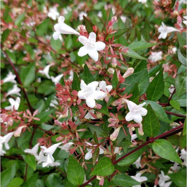 Abelia x grandiflora 'Sherwoodii' - Abélie à grandes fleurs compact