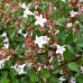 Abelia x grandiflora 'Sherwoodii' - Abélie à grandes fleurs compact