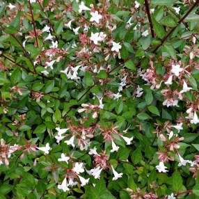Abelia x grandiflora 'Sherwoodii' - Abélie à grandes fleurs compact