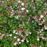 Abelia x grandiflora 'Sherwoodii' - Abélie à grandes fleurs compact