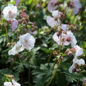 Geranium x cantabrigiense 'St Ola' - Géranium vivace