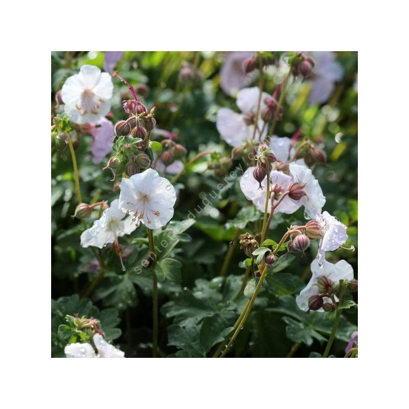 Geranium x cantabrigiense 'St Ola' - Géranium vivace