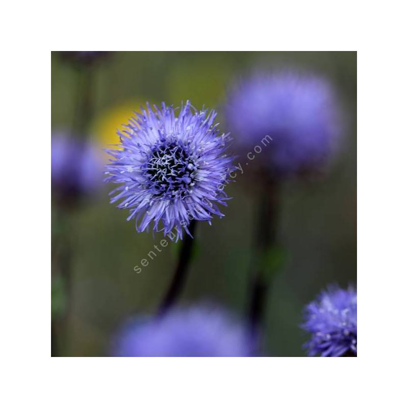 Globularia nudicaulis - globulaire à tiges nues