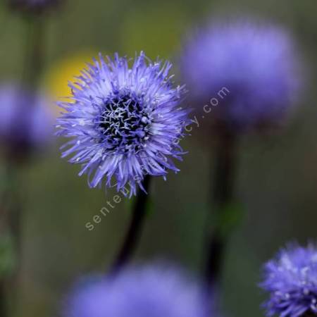 Globularia nudicaulis - globulaire à tiges nues