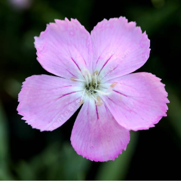 Dianthus nitidus - Œillet des Carpathes Dianthus nitidus - Œillet des Carpathes