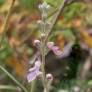 Teucrium creticum - Germandrée à feuilles de romarin