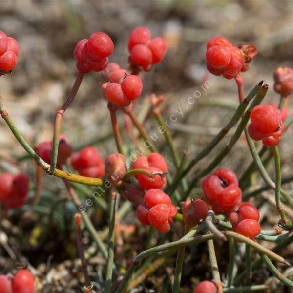 Ephedra distachya - Raisin de mer