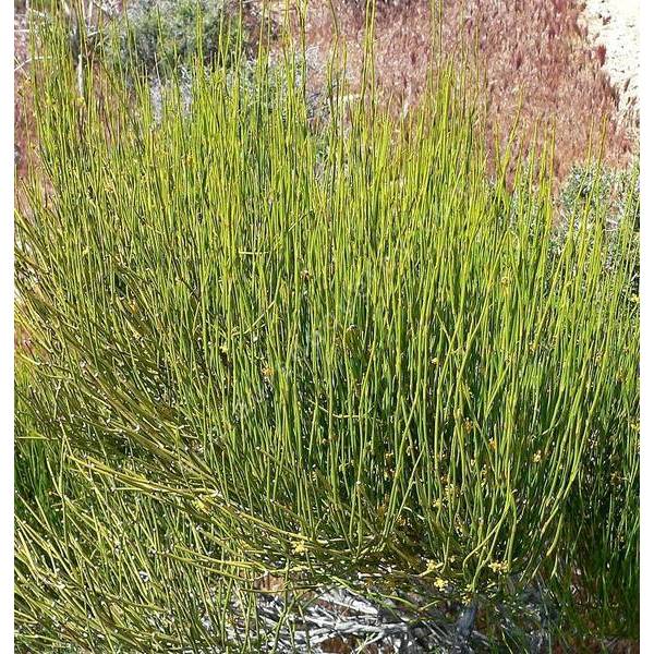 Ephedra viridis - Thé vert Mormon