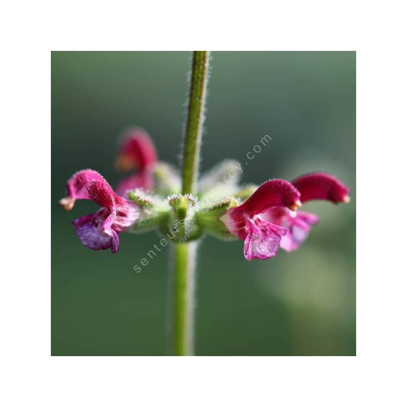 Salvia viscosa - Sauge visqueuse