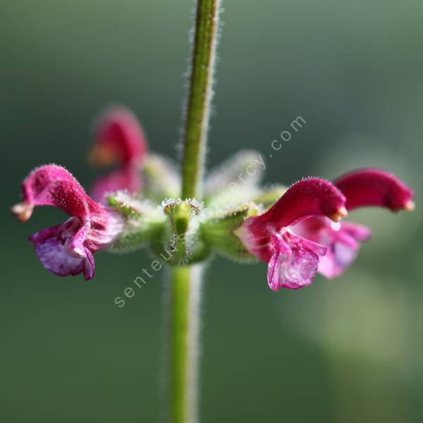 Salvia viscosa - Sauge visqueuse