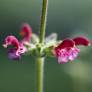 Salvia viscosa - Sauge visqueuse