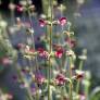 Salvia viscosa - Sauge visqueuse