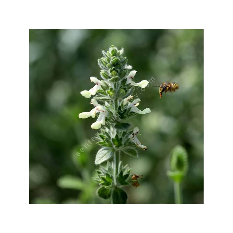 Stachys parolinii - Épiaire de Parolin