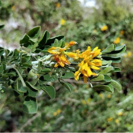 Medicago arborea - Luzerne arborescente